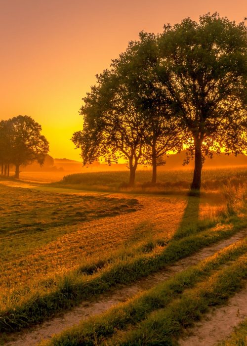 Row of trees at sunrise